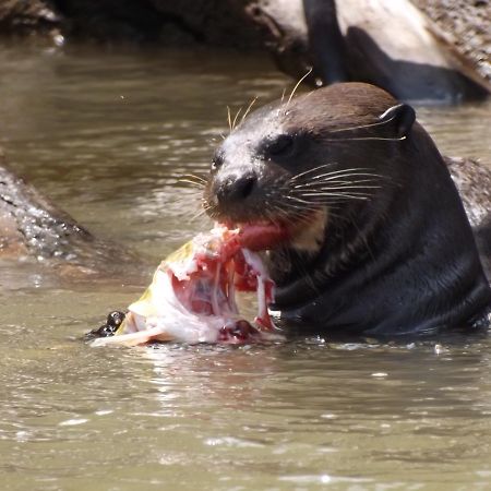 Pousada Reserva Ecologica Jaguar Poconé 外观 照片