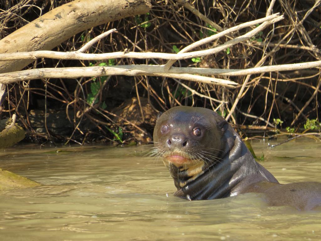 Pousada Reserva Ecologica Jaguar Poconé 外观 照片