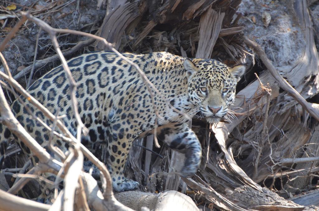 Pousada Reserva Ecologica Jaguar Poconé 外观 照片
