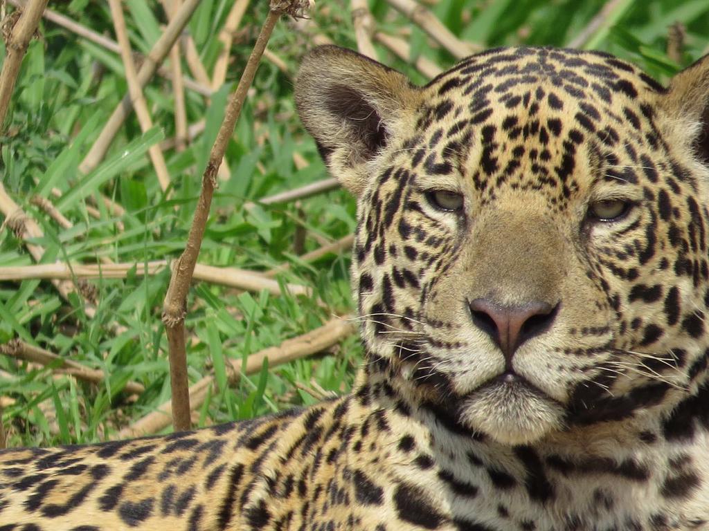 Pousada Reserva Ecologica Jaguar Poconé 外观 照片