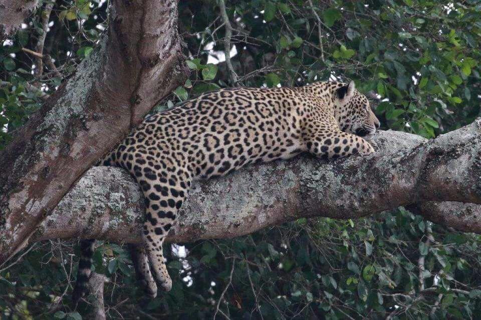Pousada Reserva Ecologica Jaguar Poconé 外观 照片