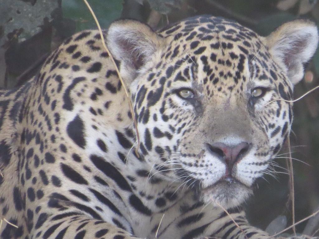 Pousada Reserva Ecologica Jaguar Poconé 外观 照片
