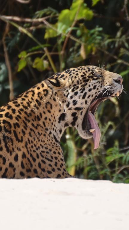 Pousada Reserva Ecologica Jaguar Poconé 外观 照片