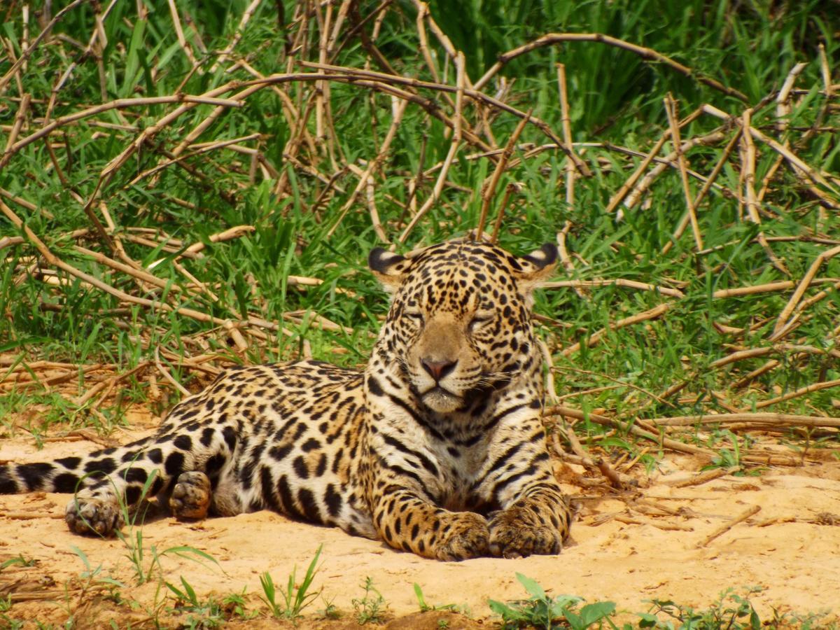 Pousada Reserva Ecologica Jaguar Poconé 外观 照片