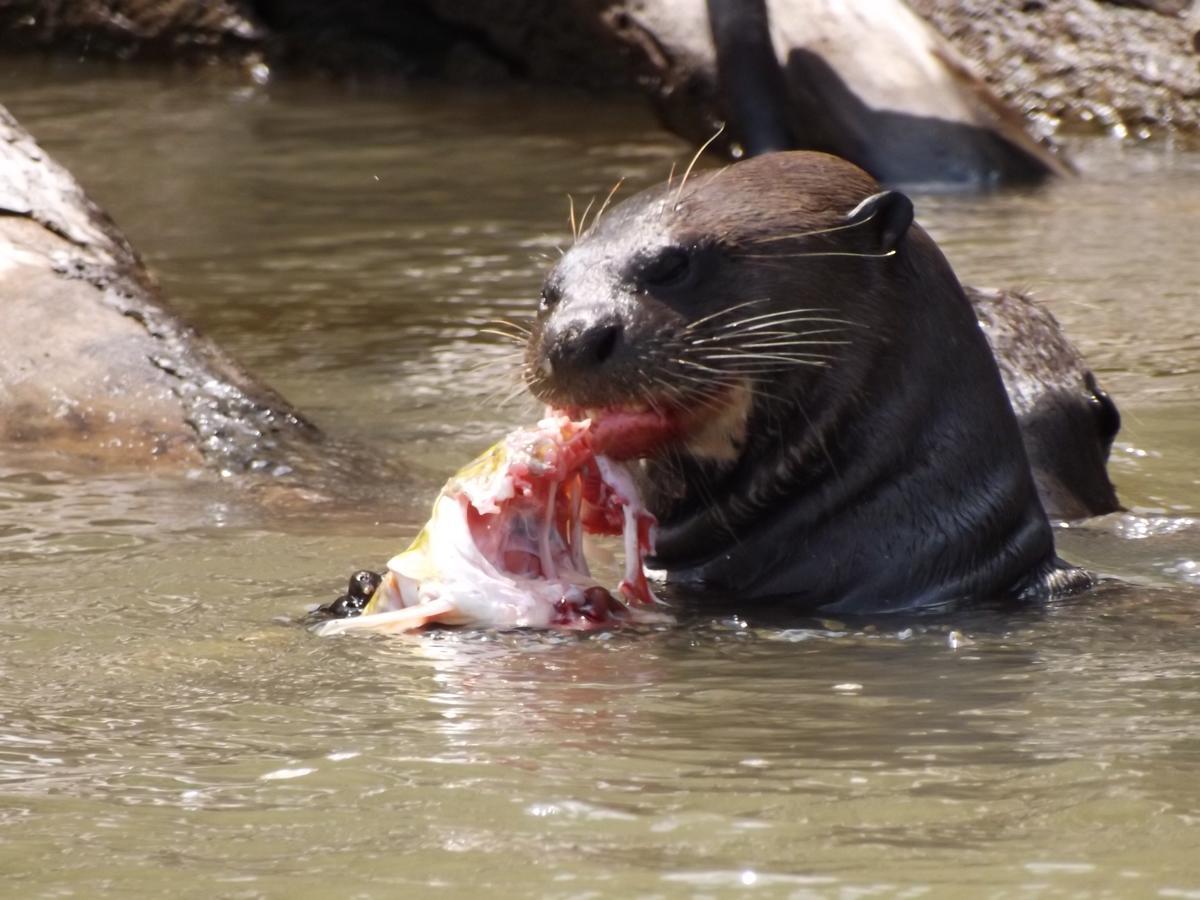 Pousada Reserva Ecologica Jaguar Poconé 外观 照片